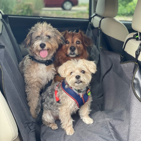 Meet your Posher, Chelsea - Picture 2 of 9